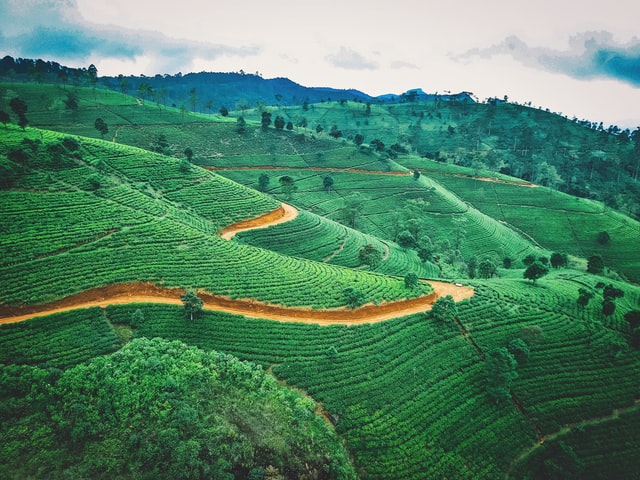 ceaiuri din Sri Lanka