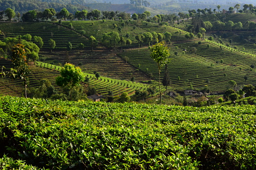 ceaiuri din regiunea Yunnan